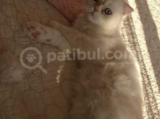 Yetişkin Erkek Scottish Fold Kedi görsel