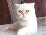 Yetişkin Erkek Scottish Fold Kedi