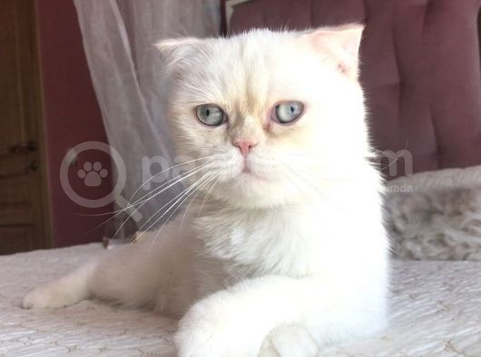 Yetişkin Erkek Scottish Fold Kedi