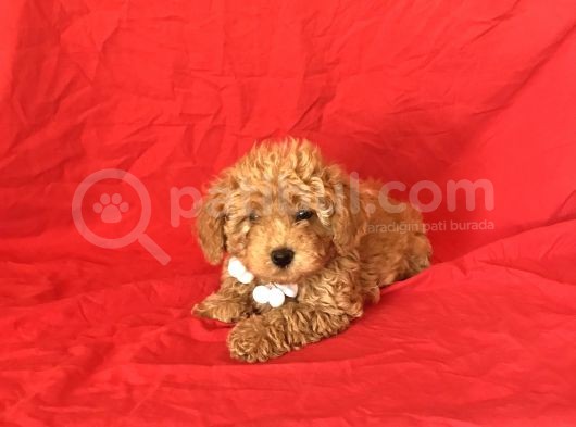 Apri̇cot Toy Poodle Yavrular  görsel