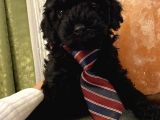 Toypoodle Bebekler