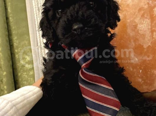 Toypoodle Bebekler görsel