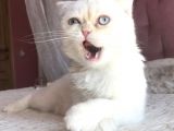 Yetişkin Erkek Scottish Fold Kedi