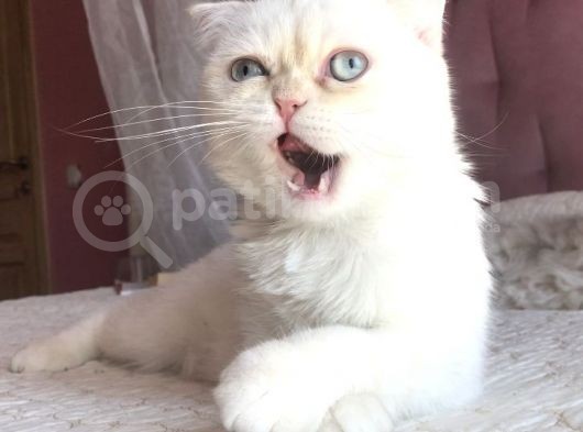 Yetişkin Erkek Scottish Fold Kedi görsel