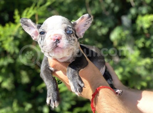 Nadi̇r Renk Merle French Bulldog