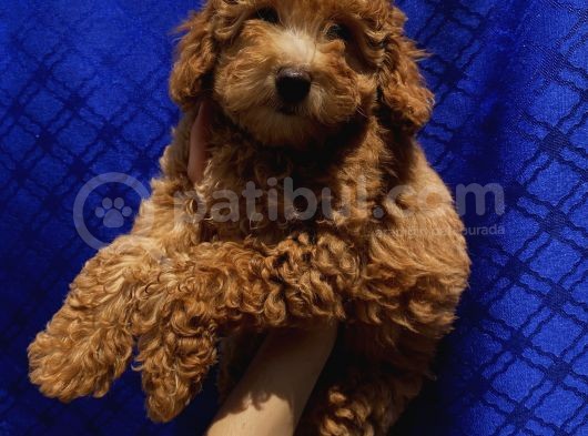 Toypoodle Bebekler görsel