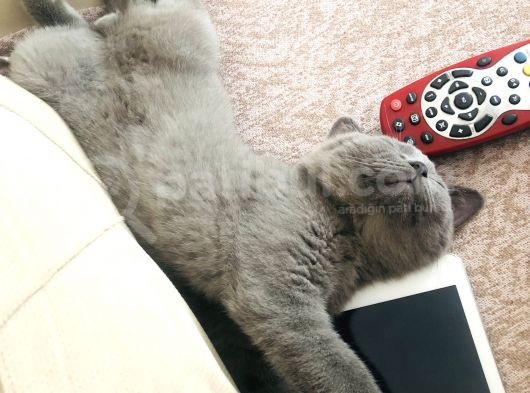 British Shorthair Gri görsel