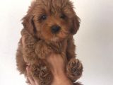Poodle Ayarinda Malti̇po