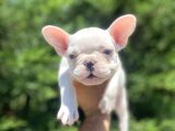 Lekesi̇z Mavi̇ Gözlü Beyaz French Bulldog