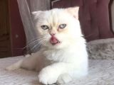 Yetişkin Erkek Scottish Fold Kedi