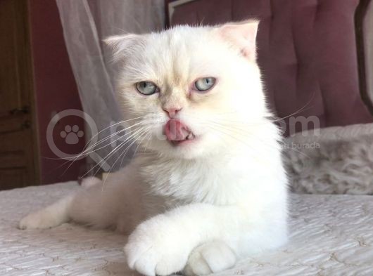 Yetişkin Erkek Scottish Fold Kedi görsel