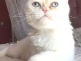 Yetişkin Erkek Scottish Fold Kedi
