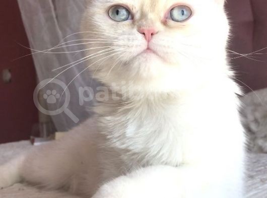 Yetişkin Erkek Scottish Fold Kedi görsel