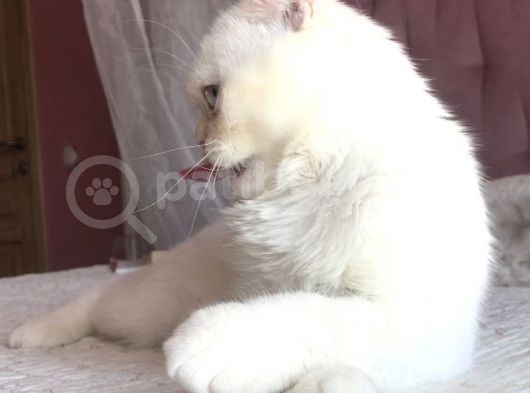 Yetişkin Erkek Scottish Fold Kedi görsel