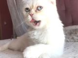 Yetişkin Erkek Scottish Fold Kedi