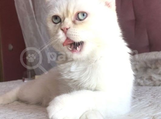 Yetişkin Erkek Scottish Fold Kedi görsel