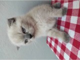 3 Aylık Scottish Blue Point Yavru