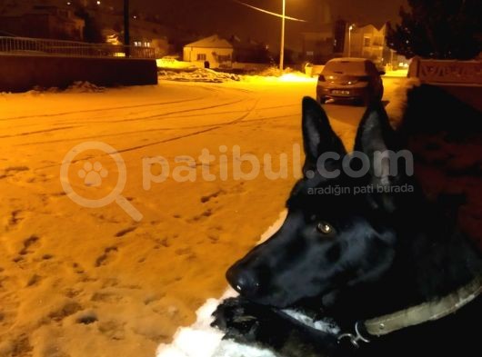 Blac Solid Siyah Alman Kurdu görsel