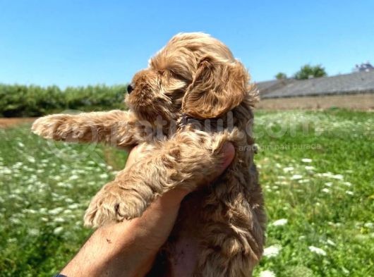 Cockapoo Orjinal Dizay Irktır Ilk Kandan görsel