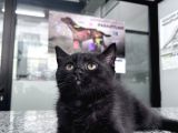British Shorthair 2 Aylık Yavrularımız