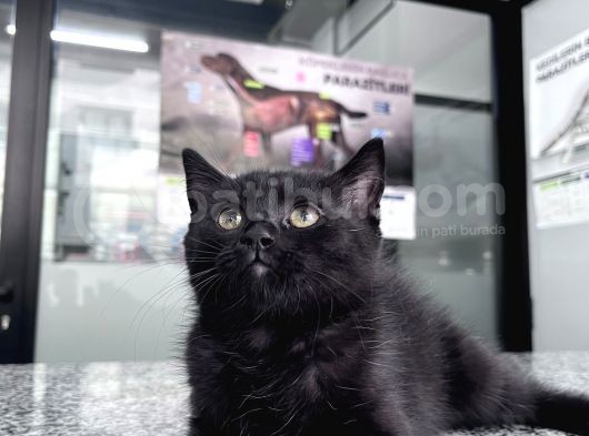 British Shorthair 2 Aylık Yavrularımız görsel