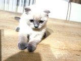 3 Aylık Scottish Blue Point Yavru