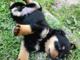 4 Haftalık Dişi Rottweiler Yavruları