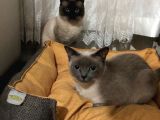 Çok Oyuncu Orijinal Siyam Yavrum
