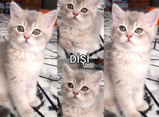 Ev Ortamında Kedi Yavrularımız