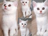 Ev Ortamında Kedi Yavrularımız