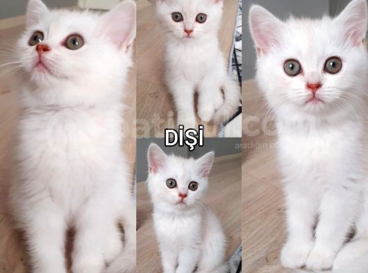 Ev Ortamında Kedi Yavrularımız görsel