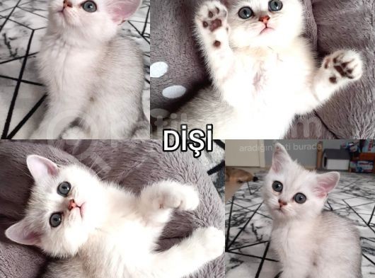 Ev Ortamında Kedi Yavrularımız görsel