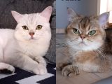 Ev Ortamında Kedi Yavrularımız