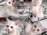 Ev Ortamında Kedi Yavrularımız