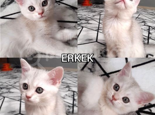 Ev Ortamında Kedi Yavrularımız görsel