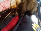 Scottish Straight Black Golden Tabby