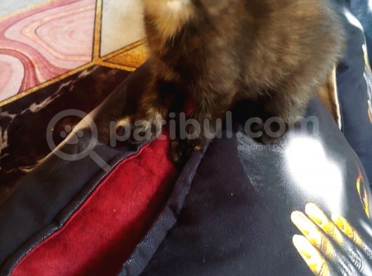 Scottish Straight Black Golden Tabby görsel