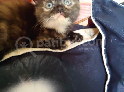 Scottish Straight Black Golden Tabby görsel