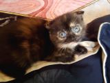 Scottish Straight Black Golden Tabby