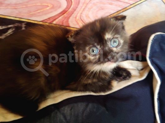 Scottish Straight Black Golden Tabby görsel