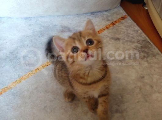Scottish Straight Black Golden Tabby görsel