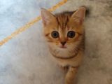 Scottish Straight Black Golden Tabby