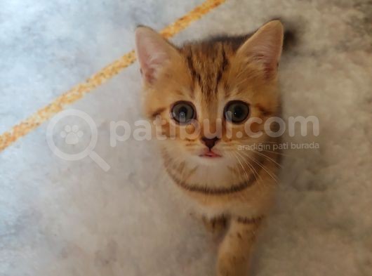 Scottish Straight Black Golden Tabby görsel