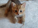 Scottish Straight Black Golden Tabby