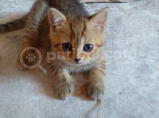 Scottish Straight Black Golden Tabby görsel