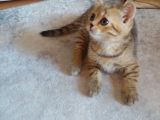 Scottish Straight Black Golden Tabby