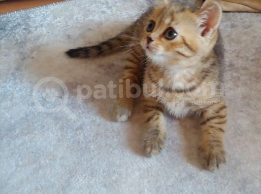 Scottish Straight Black Golden Tabby görsel