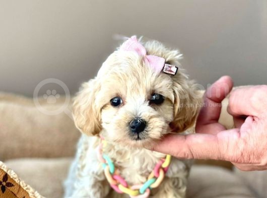 Mini Boy Maltipoo Dizayn Irk Yavrular görsel