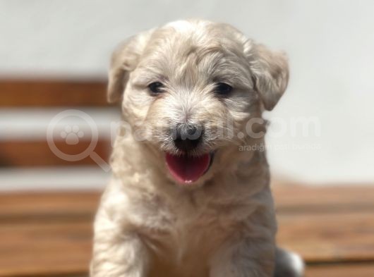 Orjinal Maltipoo Bebekler görsel