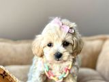 Mini Boy Maltipoo Dizayn Irk Yavrular